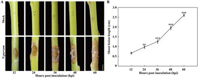 Transcriptomic and sugar metabolic analysis reveals molecular mechanisms of peach gummosis in response to Neofusicoccum parvum infection